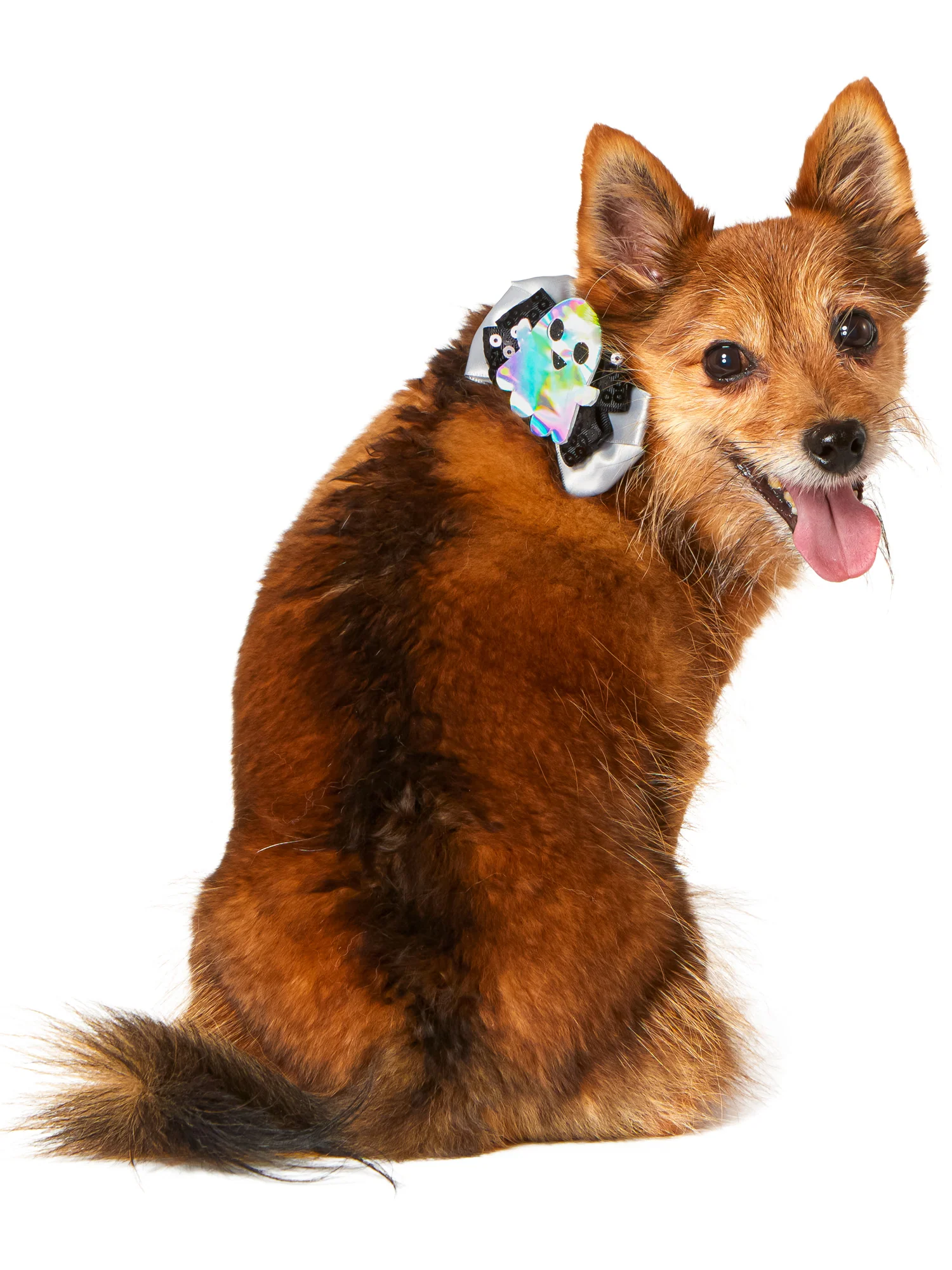 Jack-O-Lantern and Ghost Interchangeable Pet Collar Set - Image 2