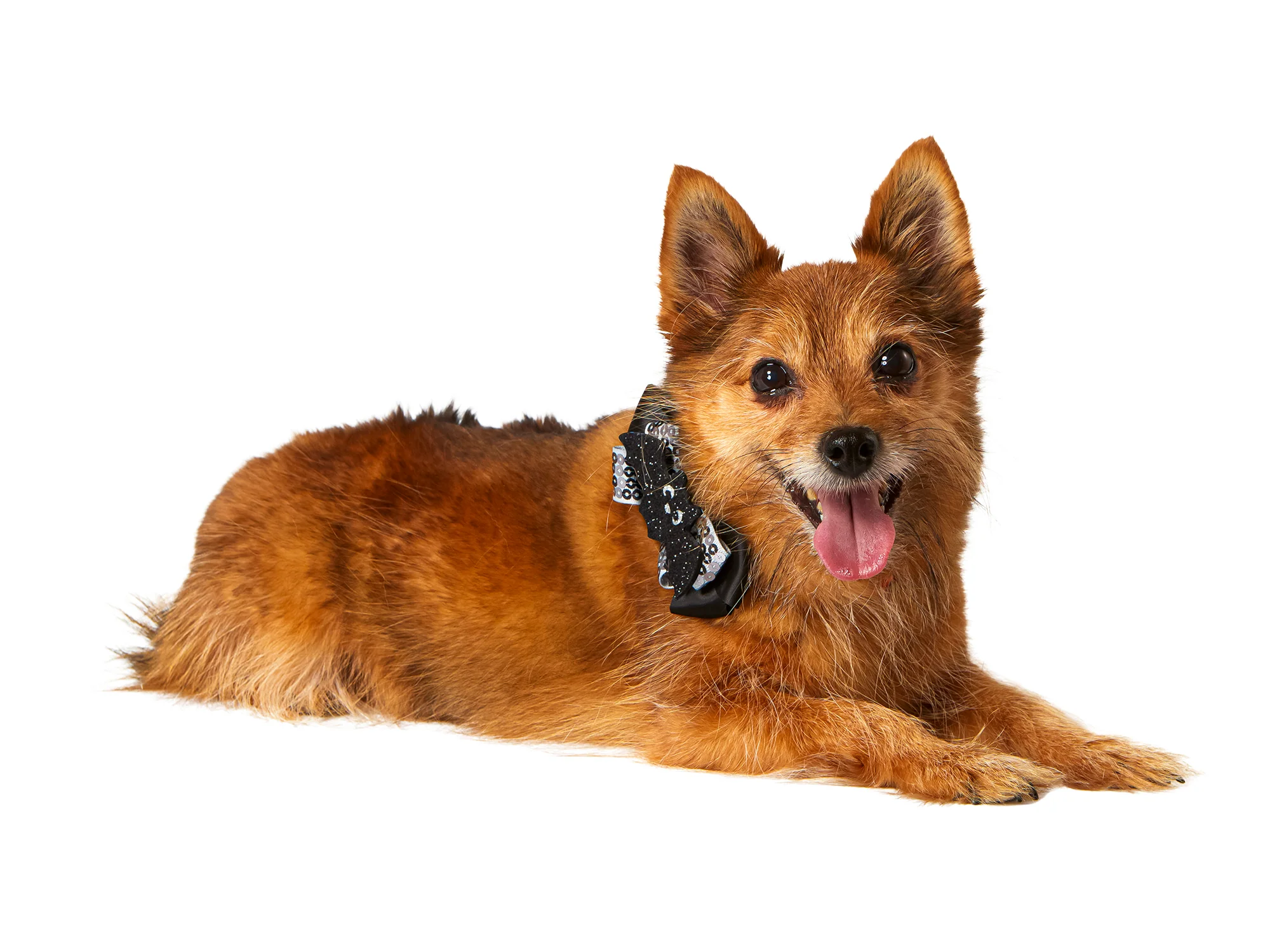 Spider and Bat Interchangeable Pet Collar Set - Image 2
